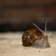 Illustration for article titled Shooting Challenge: Bugs Gallery (Part 5)
